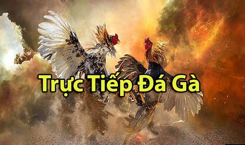 https://bado.pro/tim-hieu-ve-da-ga-thomo-campuchia/